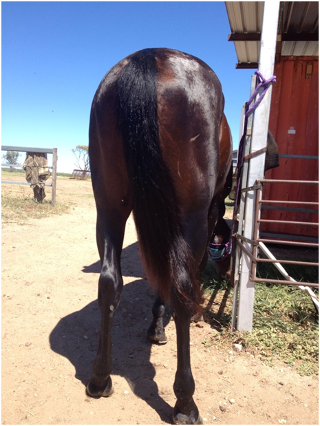Benalla Stock Horse Tail After Knots Away