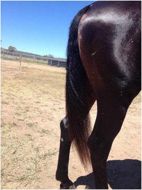 Benalla Stock Horses Tail After