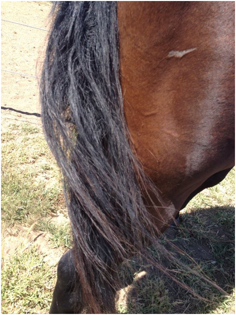 Benalla Stock Horse Tail Before