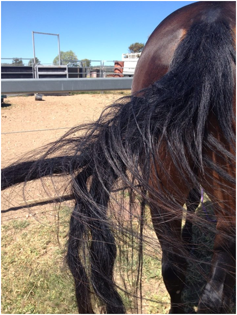 Benalla Stock Horses Tail Before