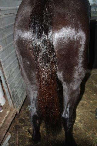 Tail Detangler After Image