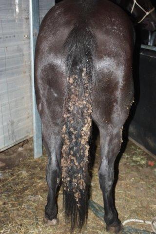 Tail Detangler Before image