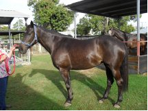 Testemonials Dr Show Horse Shampoo