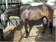 Horse Shampoo Results