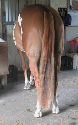 Dr Show Mane & Tail Detangler