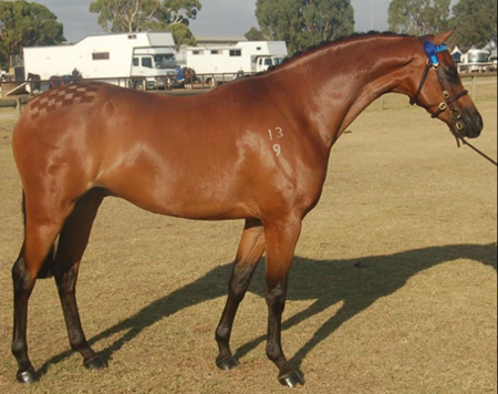 Horse Products Testimonial