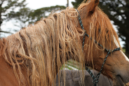 Mane and Tail Detangler removes knots