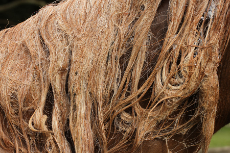 Dr Show Tail Detangler 