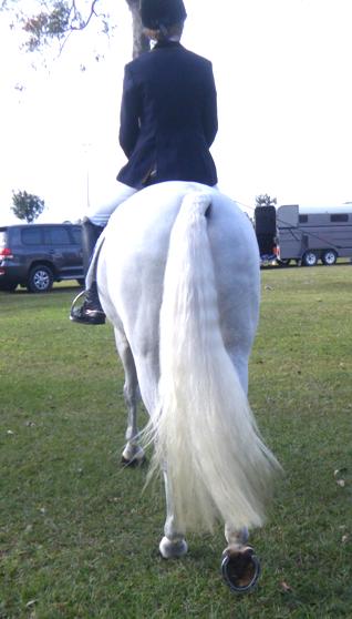 Testimonials Dr Show Tails 