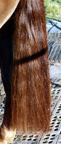 Gallery Horse Tail Detangler