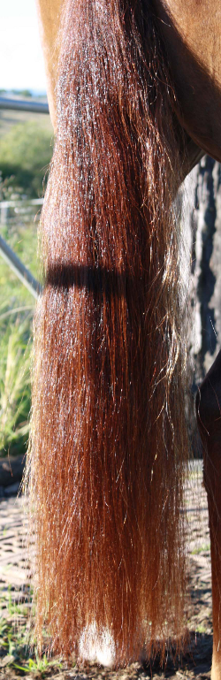 Gallery Horse tail detangler