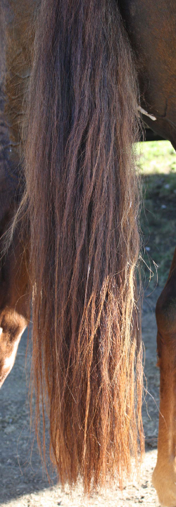 Gallery Horse tail detangler