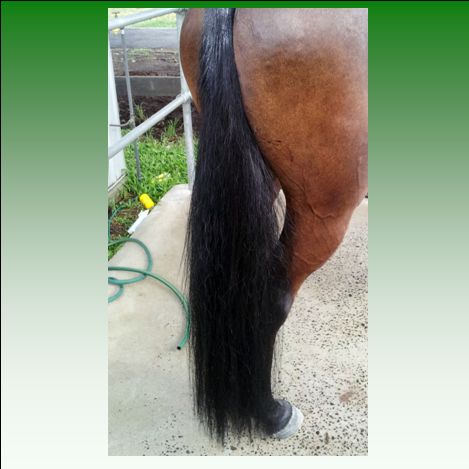 Testimonials Tammy Stephens