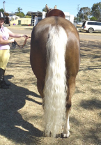 Tail Detangler Knots Away by Dr Show